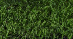 Peacock Moss, Taxiphyllum sp. "Peacock"