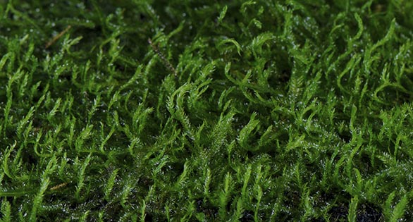 Plant Spotlight: Peacock Moss, Taxiphyllum sp. “Peacock”