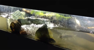 Fishes like these Tor malibaricus may greatly appreciate such a dynamic aquarium environment.