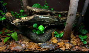 65-gallon glass aquarium with forest terrarium planting.