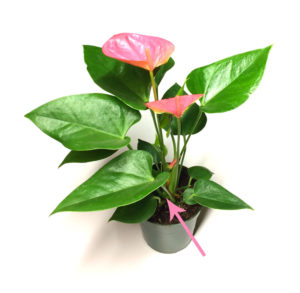 Tulip Anthurium in 4-inch nursery pot.