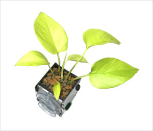 Pothos Vine in Riparium Planter