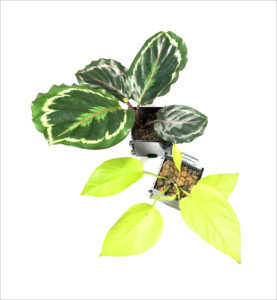 Epipremnum aureum and Calathea Prayer Plant in RIparium Planters