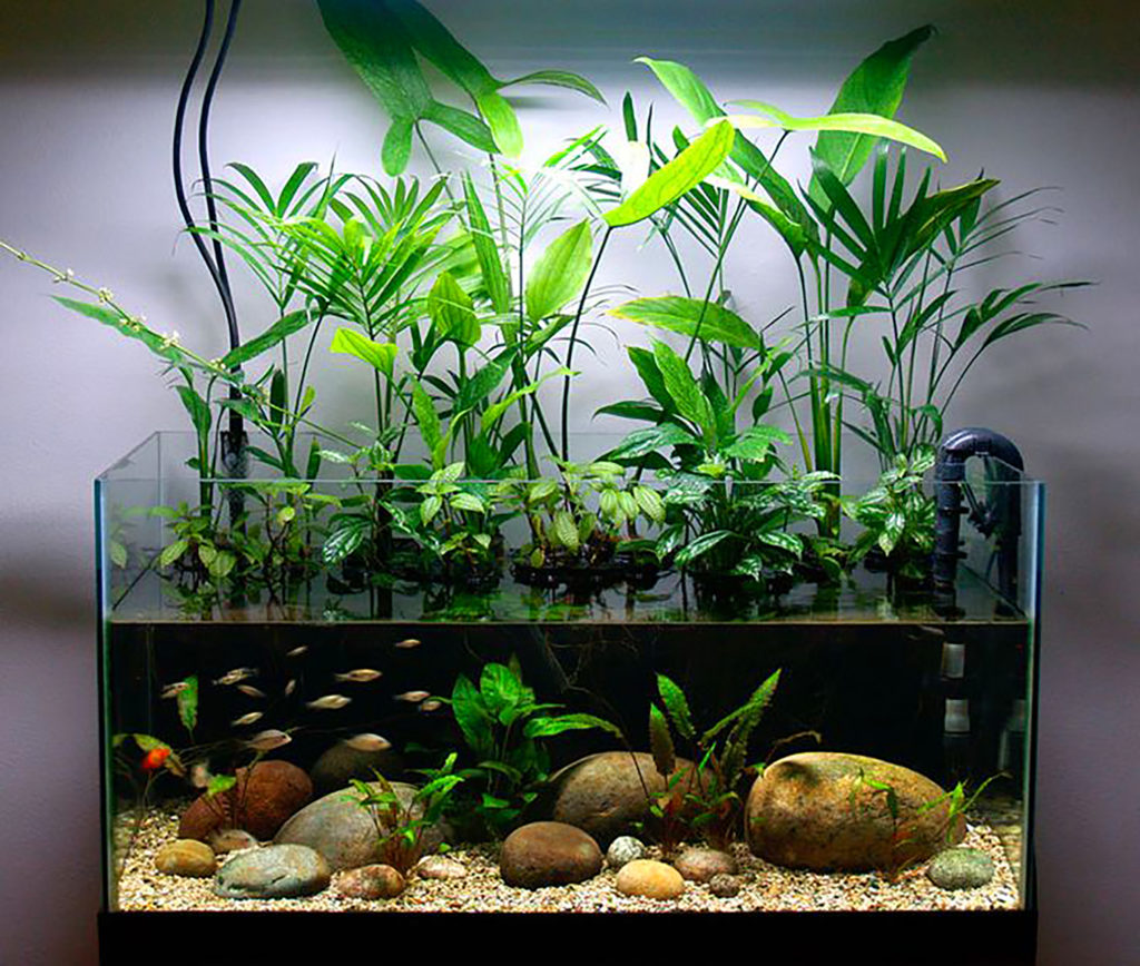 freshwater aquarium plants list