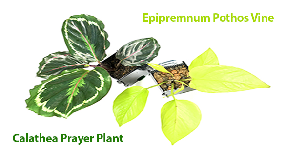 Easy-to-Find Houseplants as Riparium Foliage