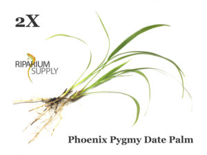 Phoenix Pygmy Date Palm catalog listing by Riparium Supply.