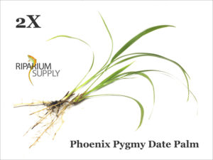 Phoenix Pygmy Date Palm catalog listing by Riparium Supply