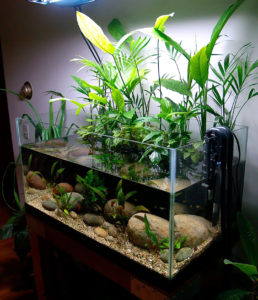 50-gallon Planted Riparium