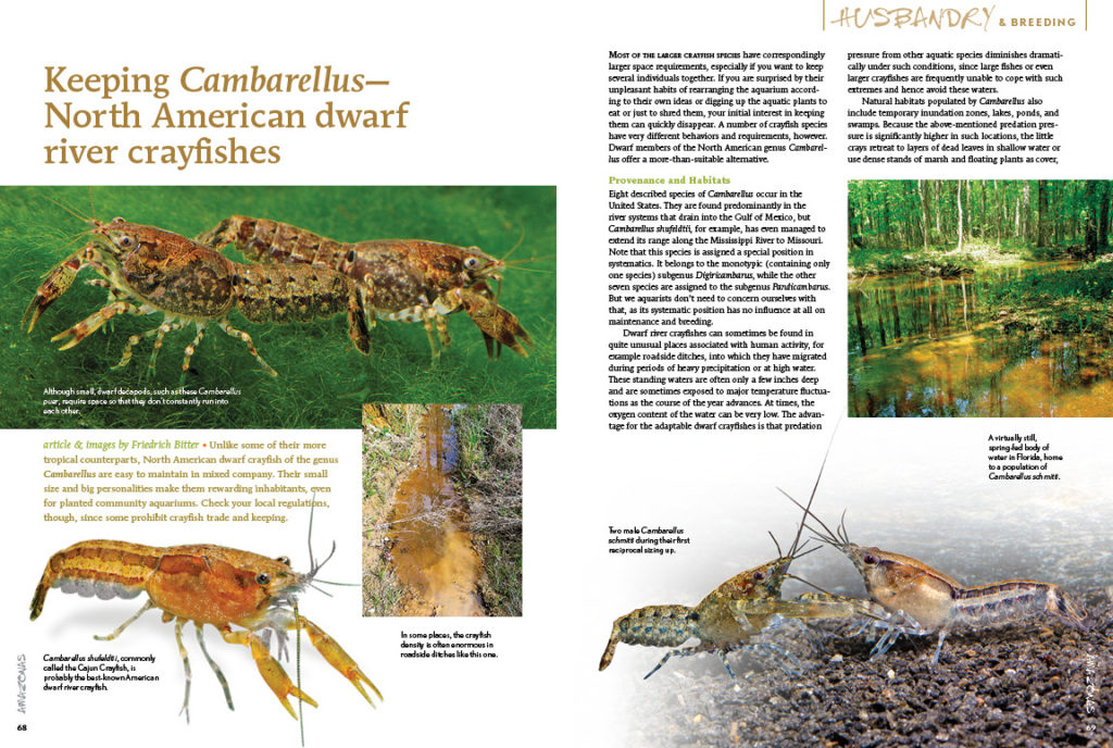 Crayfish aren't just bass fishing bait! Friedrich Bitter surveys North America's dwarf river crayfishes from the genus Cambarellus an easy to keep group of native invertebrates!