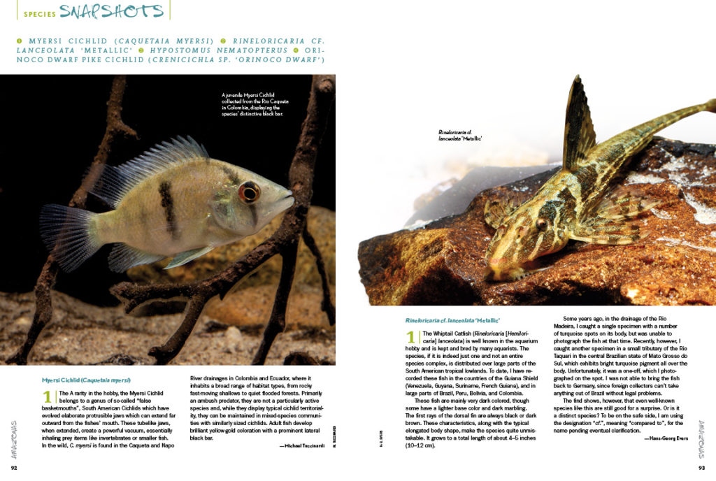 AMAZONAS Magazine’s Species Snapshots bring you the newest, hottest and most arcane freshwater aquarium fish from around the globe. Setting the international benchmark for what's in, this issue's installment includes Myersi cichlid (Caquetaia myersi), Rineloricaria cf. lanceolata 'Metallic', Hypostomus nematopterus, and the Orinoco Dwarf Pike Cichlid (Chenicichla sp. 'Orinoco Dwarf'). Get all the details exclusively in the newest issue of AMAZONAS Magazine!