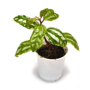 Aluminum Plant, Pilea cadierei, is generally seen in the aquarium trade as a bunch of cut stems bound together. A very poor choice for submersed use, it will excel as a riparium plant.