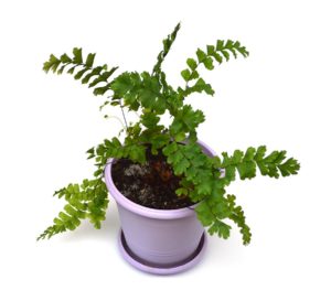 Adiantum tenerum, a commercially-cultured house plant being sold as the Rosy Maidenhair Fern. Image courtesy Matt Pedersen.