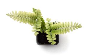 An unidentified Adiantum sp. Maidenhair Fern. - Image courtesy Matt Pedersen.