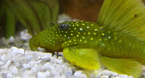 Hemiancistrus to be Further Studied