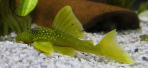 Hemiancistrus_subviridis_Gelber_Phantom