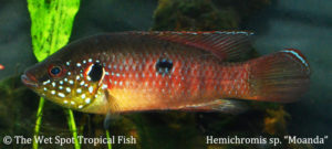 Hemichromis-sp-Moanda-WILD-The-Wet-Spot