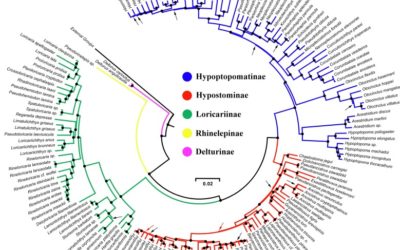 Molecular Support for the Armored Catfish Family Loricariidae