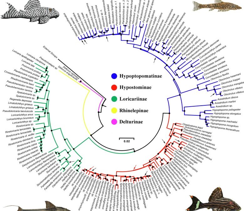 Molecular Support for the Armored Catfish Family Loricariidae