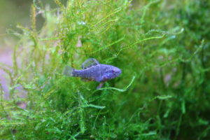 The tiny Spring Pygmy Sunfish, Elassoma alabamae, is endemic restricted to just 2 small springs in northern Alabama. It is considered to be critically endangered by the IUCN. Image credit: Conservation Fisheries