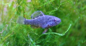 The tiny Spring Pygmy Sunfish, Elassoma alabamae, is endemic restricted to just 2 small springs in northern Alabama. It is considered to be critically endangered by the IUCN. Image credit: Conservation Fisheries