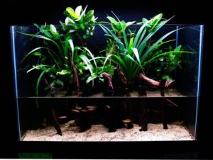 Mangrove riparium planting in 65-gallon (246-liter) glass tank.