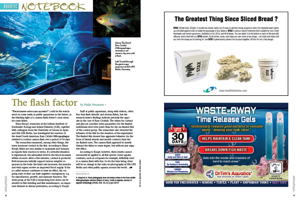 Many aquarists believe that utilizing flash photography can be detrimental (or even lethal) to fishes. A new scientific study suggests otherwise, at least in the fishes studied. Learn all about it in "The Flash Factor", which starts our Aquatic Notebook column. Also in this issue: what visual cues might drive social behavior in fishes, and a look at black soldierfly larvae (BSL), a promising ingredient in fish food applications.