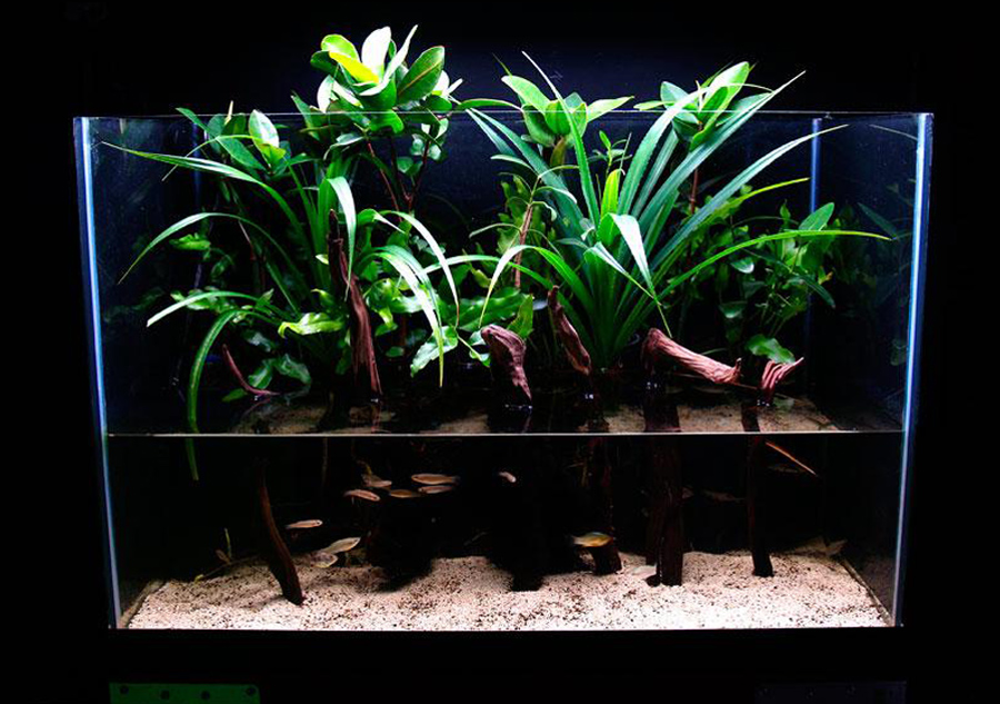 Mangrove riparium planting in 65-gallon (246-liter) glass tank.