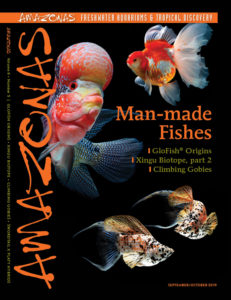 AMAZONAS Magazine, Volume 8, Number 5, MAN-MADE FISHES, on sale August 6th, 2019 ! On the cover: Left: Flowerhorn Cichlid. Upper right: Oranda Goldfish (Carassius auratus), Lower right: Crescent-tailed Molly (Poecilia sp.).