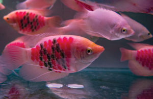 Tattooing words and symbols with needles or lasers injures fi sh, such as these juvenile giant gouramis (Osphronemus goramy). Photo: O. Lucanus