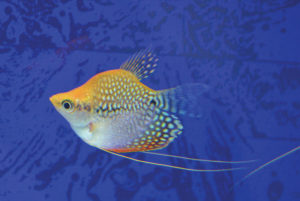 This balloon pearl gourami (Trichopodus leerii), has been selectively bred for its deformed spine. Photo: H.-G. Evers