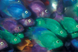 Dyed parrot cichlids have been dipped in a caustic solution to strip their slime coats, then into a dye solution, and fi nally into a chemical that stimulates slime production. Colors are temporary. Photo: O. Lucanus