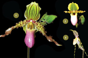 Transparent labeling and hybrid registry in the orchid trade gives breeders and collectors correct and uniform information. Paphiopedilum Coos (1) is a hybrid of P. chamberlainianum (2) x P. praestans (syn. glanduliferum). (3). Photos: M. Pedersen