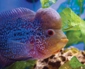 A fl owerhorn on display at Global Pet Expo in Orlando. While hybrids like these are viewed as “second-class citizens” by many in the hobby, they are beloved pets and prized show fi sh for thousands of others. Love them or hate them, their popularity in the hobby can’t be ignored. Photo: M. Tuccinardi