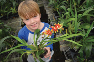 Ethan Pedersen was immediately drawn to this Miltonidium Pacific Waters ‘Paul’s Pride’, blissfully unaware of its intergeneric hybrid origin; he just likes the mixture of colors. Photo: M. Pedersen
