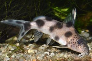 A "Valentine" Synodontis, often sold as Synodontis sp. "Valentiana", is generally regarded as a hybrid although its origins aren't clear. Image credit: Guillermo Guerao Serra/Shutterstock