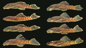 The new pleco species Ancistrus miracollis offers variable color patterning and appears to reach a maximum length of around 2.5 inches (6.7 cm). CC BY, Bifi et. al.