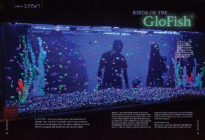 Love them or hate them, the progenitors of the GloFish® were originally developed to detect water pollution. Highly experienced commercial breeder Bill Shields was at the right place at the right time, and shares his story of how the GloFish was brought into commercial production.