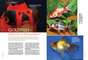 Its appropriate to realize that manipulation of fishes goes back millennia; goldfish expert Gary R. Hater provides and introduction to the modern-day breeding and selection of Carassius auratus.