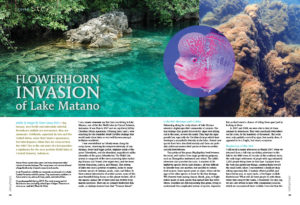 This is the sad story of a lost paradise; a nightmare for the once pristine Malili lakes in Central Sulawesi, Indonesia. Hans-Georg Evers reports in the "Flowerhorn Invasions of Lake Matano".