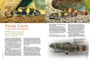 The beautiful panda garra (Garra flavatra) has captured the attention of aquarists, but as Friedrich Bitter explains, it will take more work to unlock the secrets of breeding them at home.