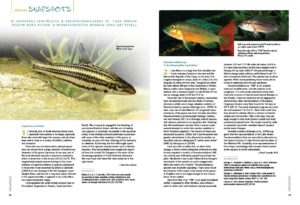 AMAZONAS Magazine’s Species Snapshots bring you the newest, hottest and most arcane freshwater aquarium fish from around the globe. In this issue, we share in-depth looks at Leporinus sexstriatus, Pseudocrenilabrus sp. 'Lake Mweru yellow weed picker' and Hyphessobrycon myrmex (the fire ant tetra). This exclusive content is found nowhere else but the pages of AMAZONAS Magazine!