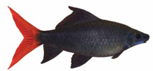 Redtail Shark, Epalzeorhynchos bicolor