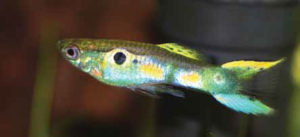 Endler’s Livebearer, Poecilia wingei: being preserved by aquarium breeding. Image credit: Dobermaraner/Shutterstock