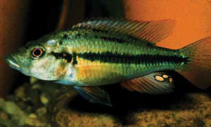 Prognathochromis perrieri: one of many Lake Victoria cichlid species extinct in the wild but kept alive by conservation breeders. Image credit: Paul V. Loiselle