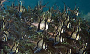 Banggai Cardinalfish, Pterapogon kauderni: listed as endangered in its native waters but entrenched in the aquarium world. Image credit: Dray van Beeck/Shutterstock