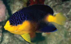 Nahakyi’s Pygmy Angelfish, Centropyge nahakyi. Image credit: Scott Michael.