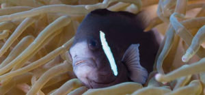 McCulloch’s Anemonefish, Amphiprion mccullochi, a species with very limited range in the wild and thus vulnerable to catastrophic weather and environmental events. Image credit: Frank Baensch/ www.bluereefphoto.org