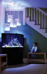 Author’s son Ethan, enthralled by Rock Beauties and Florida gorgonians in one of the family’s display aquariums. Image credit: Renee Pedersen