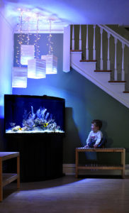 Author’s son Ethan, enthralled by Rock Beauties and Florida gorgonians in one of the family’s display aquariums. Image credit: Renee Pedersen