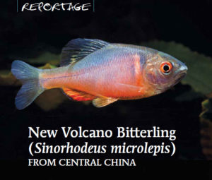 New Volcano Bitterling (Sinorhodeus microlepis)) from Central China - AMAZONAS Magazine, November/December 2019